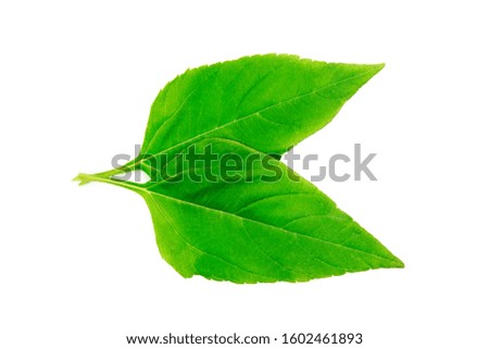 Sunflower leafs isolated on white background.
