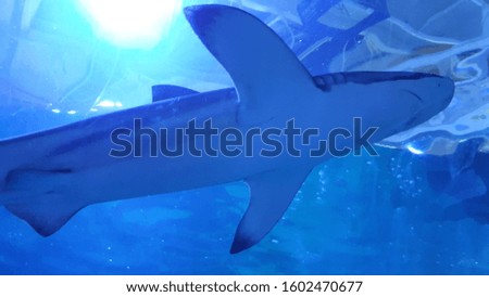 shark swimming around looking for food dynamic focus
