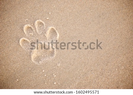 Single dog pawprint on the beach in textured brown sand