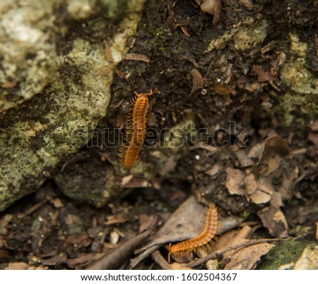 Close up of centipede on the jungle ground