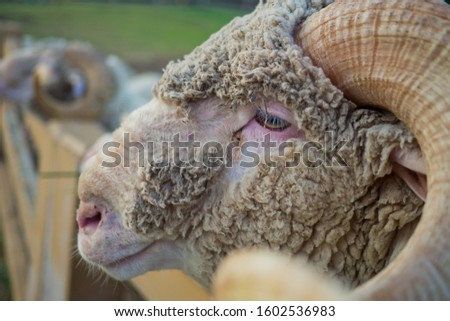 sheep eating grass, animal at farm
