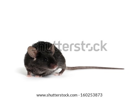 Little Black Mouse on a White Background