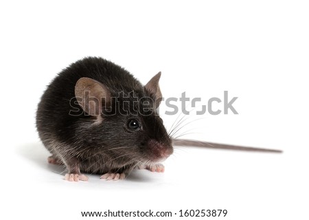 Little Black Mouse on a White Background Royalty-Free Stock Photo #160253879