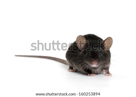Little Black Mouse on a White Background