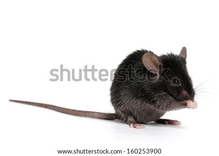 Little Black Mouse on a White Background Royalty-Free Stock Photo #160253900