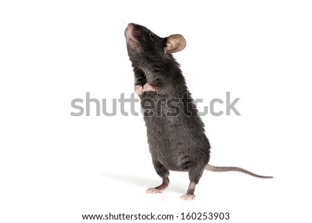 Little Black Mouse on a White Background Royalty-Free Stock Photo #160253903
