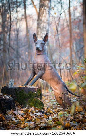 Xolo brown hairless dog (xoloitzcuintle, Mexican hairless dog), portrait in the park outdoors, on a stump, on its hind legs Royalty-Free Stock Photo #1602540604