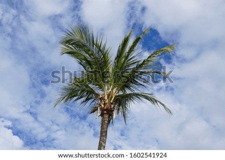 a palm coconut tree against cloudy blue sky