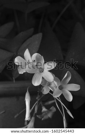 black and white flower on blurred nature background
