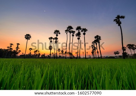 Silhouette Sugar Palm trees with the rice fields on sunset
