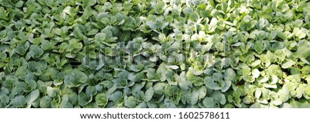 Agricultural field with Green leaf lettuce on garden bed in vegetable field. Gardening background with lettuce green plants, green leaves, closeup.