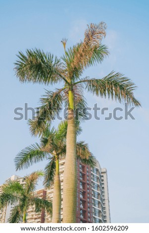 Low angle photography of coconut trees and buildings in Zhuhai City, Guangdong Province, China