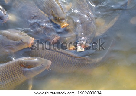 Pictures of carp fighting for food