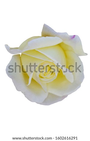 Yellow rose isolated on white background.
The blank part can be used for the message board.