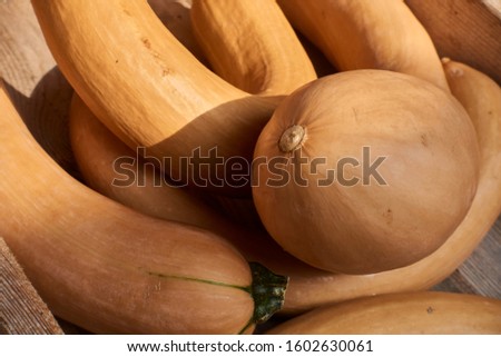 Pumpkin (Trombolina d'albenga)
is a squash