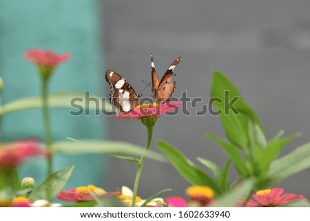 two butterflies looking for nectar in the garden