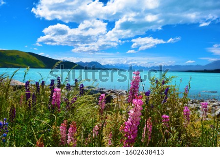 Amazing Lake Tekapo with lovely lupins
