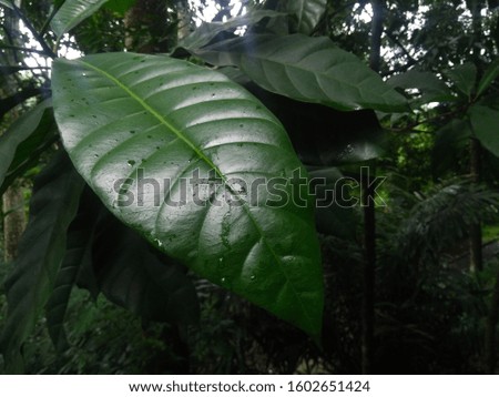 Natural Pattern in a Green Leaf
