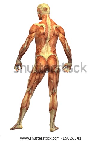 The male anatomy as it appears under the skin showing the mapping of muscle in the human body.