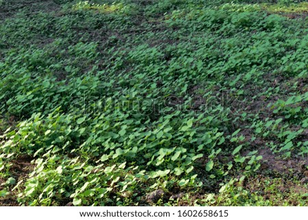 A foliage leaves picture of the green vegetable garden of a Indian Mallow ( chinese mallow) vegetable leaf in India.