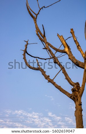 Dry branches of a tree without leaf standing elevated to the sky Kolkata India photo taken on 12/30/2019 at 03:39:58
