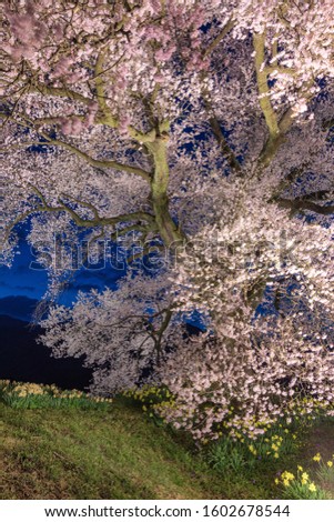 This is the Spring Sakura Landscape at Yamanashi Prefecture, Japan.