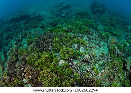 Healthy Lush Hard Coral Patches Underwater in Izu, Japan