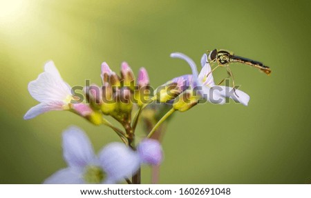 Honey bee covered with white colored pollen, drink nectar from white colored flowers and pollinating them, the best photo