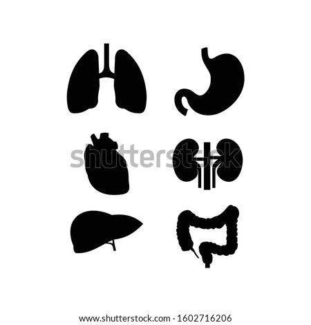 Human organs icon collection - stomach, kidney, heart, intestine, liver, lungs. Vector art.