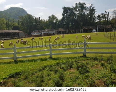 view shot of many goats and white fench