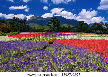 This is the Summer Landscape at Kuju flower park in Oita Prefecture, Japan.