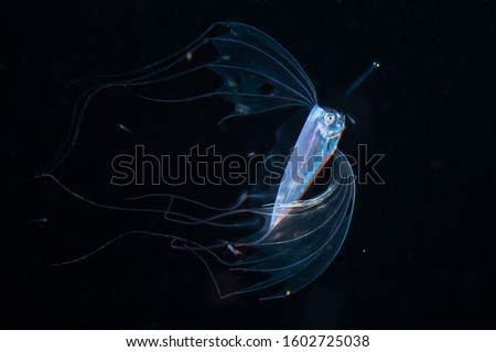 Ribbonfish Deep Sea Underwater Creature from Outer Space during Blackwater diving at Izu, Japan Royalty-Free Stock Photo #1602725038