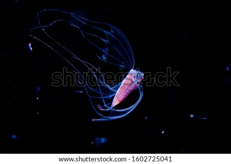 Ribbonfish Deep Sea Underwater Creature from Outer Space during Blackwater diving at Izu, Japan Royalty-Free Stock Photo #1602725041
