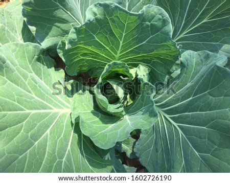 Green cabbage in the garden. Royalty-Free Stock Photo #1602726190