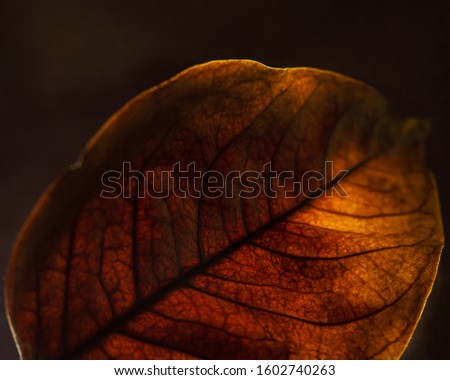 Closeup view of a dried leaf