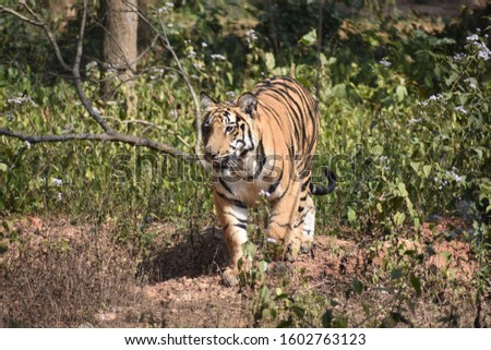 Pictures of Bengal tiger and white tiger