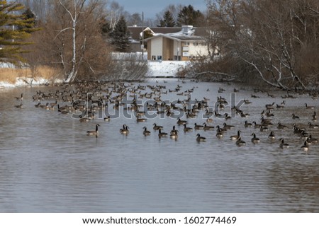 Canada goose. A large flock of Canadian geese concentrating on the small river 