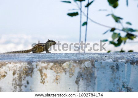 Gray squirrel sitting on wall compound 