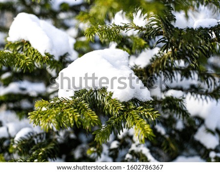 a lot of white snow on green spruce winter background