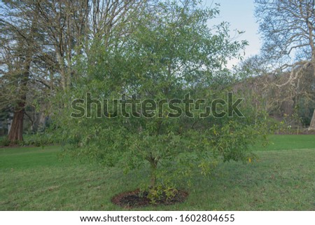 Winter Foliage of an Evergreen Darlington or Laurel Oak Tree (Quercus hemisphaerica) in a Garden in Rural Devon, England, UK