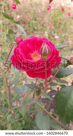 Natural image of rose flower