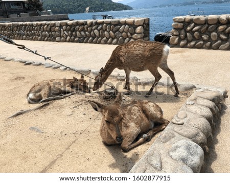 Itsukushima Island commonly known as Miyajima with deer resting. Picture taken on a beautiful sunny day.