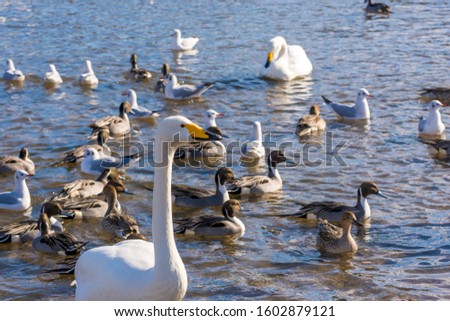 The town where swans come Senda