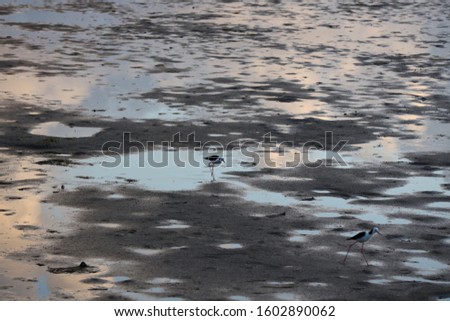 A silhouetted bird walks in the puddles of ocean water at low tide. Dramatic textures in the sand and reflections.