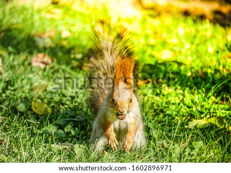 furry red head squirrel eating food on lively green yard under sunlight background
