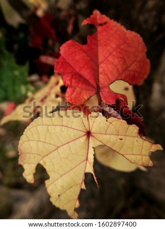 The picture of autumn leaves in winter
