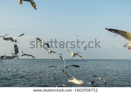 A group of white seagulls Living tricky in the morning sea