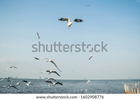 A group of white seagulls Living tricky in the morning sea