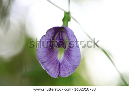 Light purple Butterfly pea,(Clitoria ternatea) ,The flowers of this vine were imagined to have the shape of human female genitals.