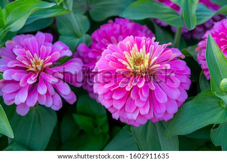 Macro photo of nature plant flower zinnia. Background texture blooming flower purple pink zinnia. Image of a bud of zinnia with purple petals in garden